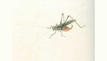 黄蛉