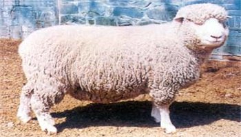 该品种是以雷兰羊和有角陶赛特羊为母本,为父本进行杂交,杂种羊再与有
