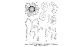 图拉斯叉钩丝壳