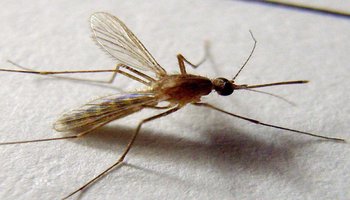 此蚊子常见于家居生活中,体型轻盈,细长,本身程纯褐色,生长周期雌雄不