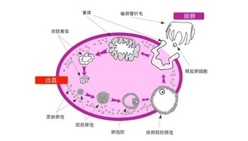 促卵泡生成素