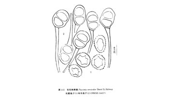 变色柄锈菌