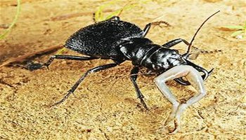 简介 大王虎甲 大王虎甲是全球最大的食肉甲虫,被称为"非洲地面暴君"