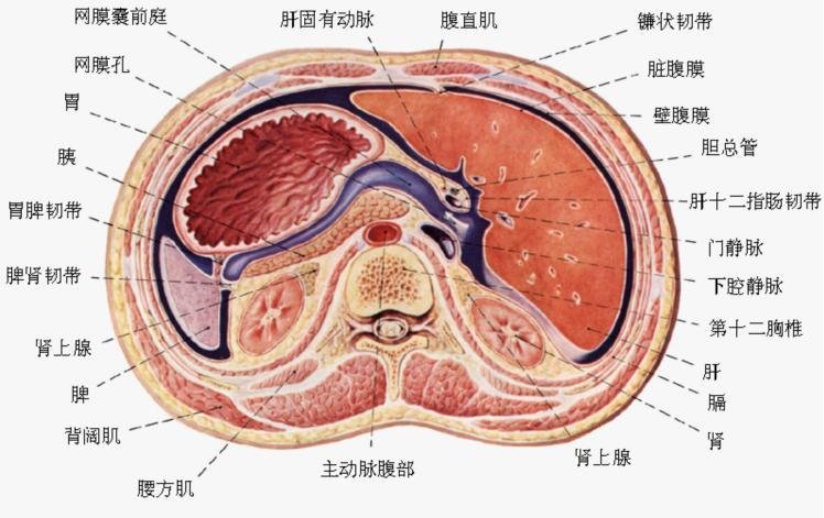 网膜囊以外的腹膜腔称大腹膜腔.