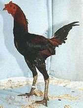 大型斗鸡.