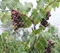 葡萄园防鸟网 葡萄园防鸟网