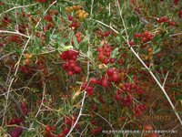 白刺（海葚子）