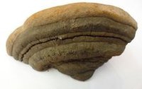 桑黄系列图片