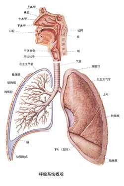 4种方案治疗下呼吸道感染的成本-效果分析