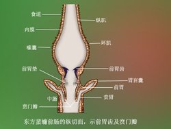 嗉囊