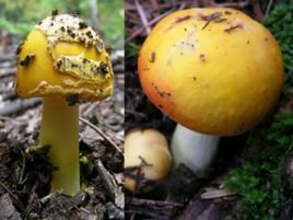 真核生物_360百科