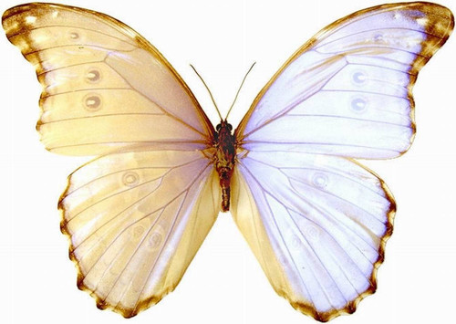 伊莎贝拉蝴蝶的寿命是多久啊?_园艺_奇飞知识网