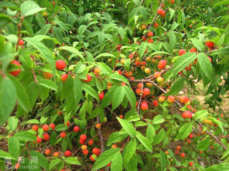 中药名 野樱桃 拼音ye ying tao 英文名fruit or seed of szechwan