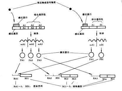 hap转录因子与dna结合的活力受细胞内氧化还原系统的调节