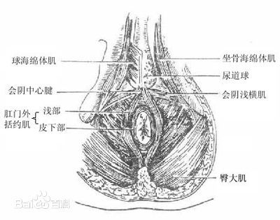 肛周炎