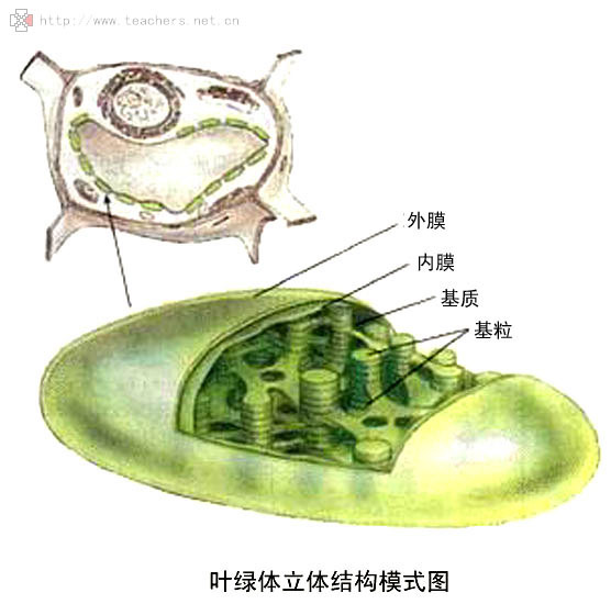 叶绿体黑板手绘图