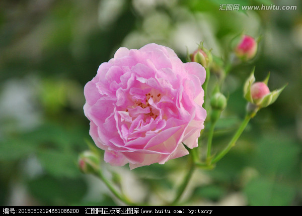 大马士革玫瑰花特写