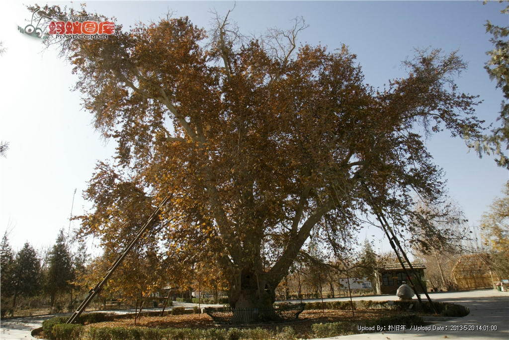 【拉丁学名】firmiana platanifolia 【英文名称】phoenix tree