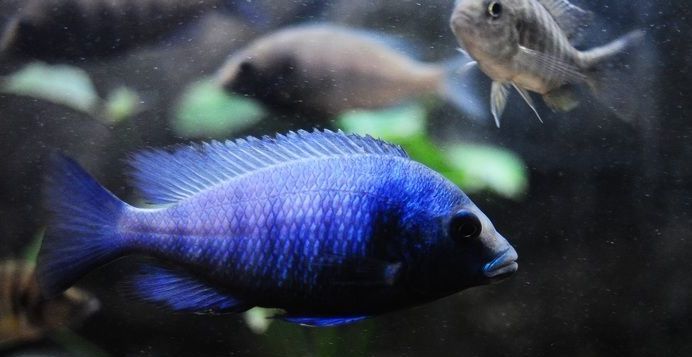 全身蓝色的鱼叫什么鱼 t01d1705b73eb36d3d7.jpg