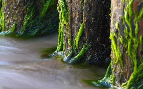 青苔-水生藻类植物