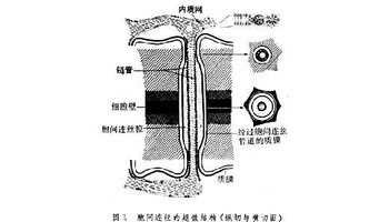 纹孔和胞间连丝图片