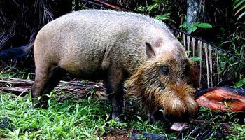 须野猪(婆罗州须猪)sus barbatus