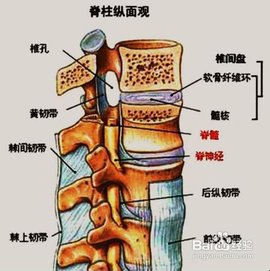 椎间孔分区图片