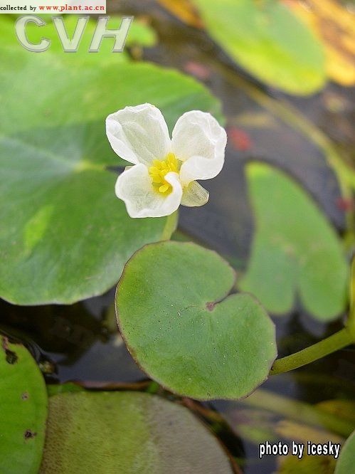 backer 别称 马尿花,芣(fu,二声)菜 界 植物界 门 木兰植物门 纲