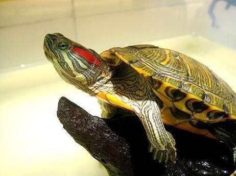 巴西龟幼龟的饲养 幼小的巴西龟可以毫无困难地用一个平底容器饲养