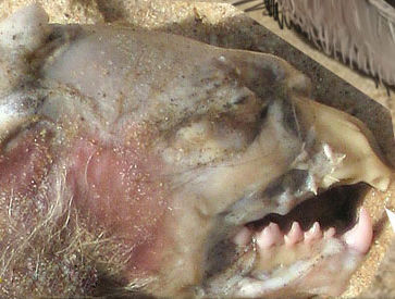 网上流传的关于蒙托克怪兽的图片