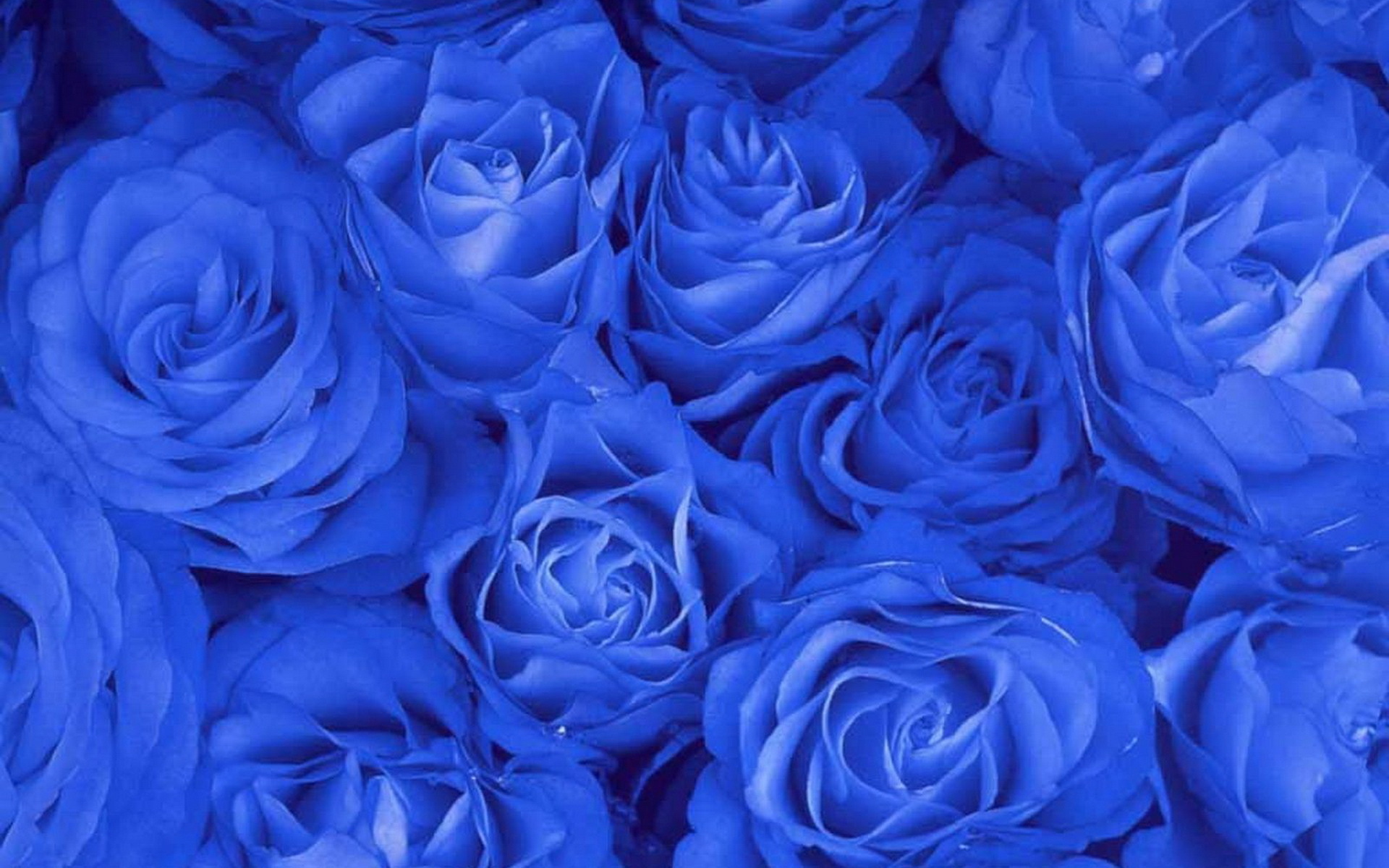 蓝色妖姬的花语(33朵蓝色妖姬的花语)